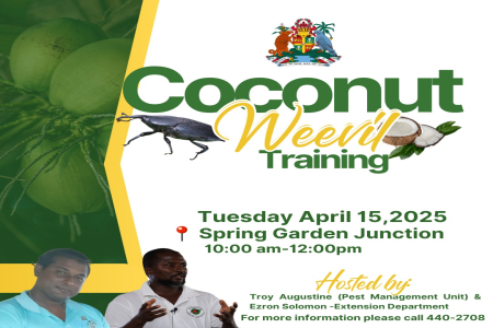 Coconut Weevil Training